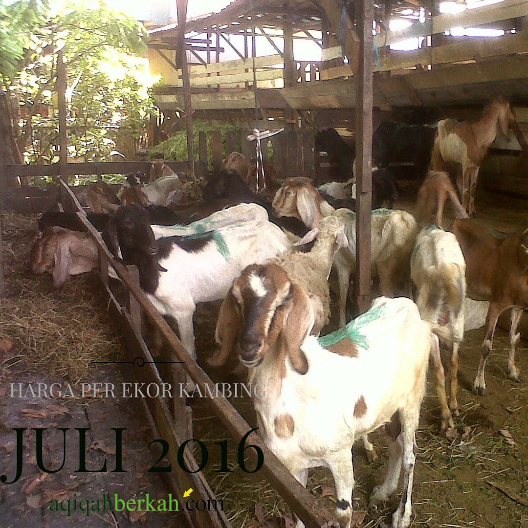 harga per ekor kambing bulan juli 2016 harga per ekor kambing bulan juli 2016
