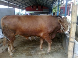 jenis sapi limousin