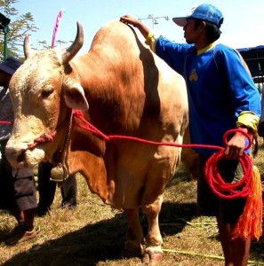 sapi brahman