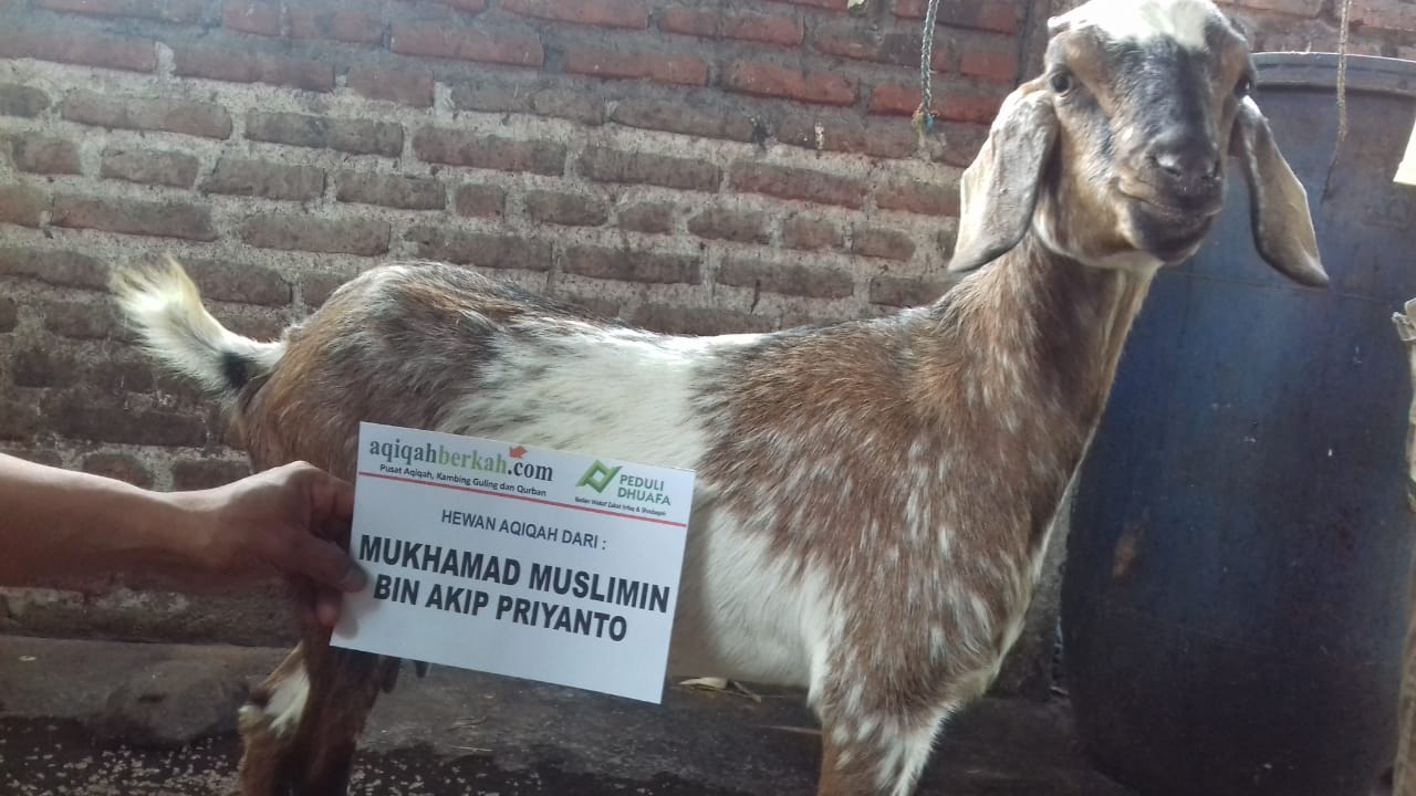 Harga Kambing Aqiqah Berkah 2021